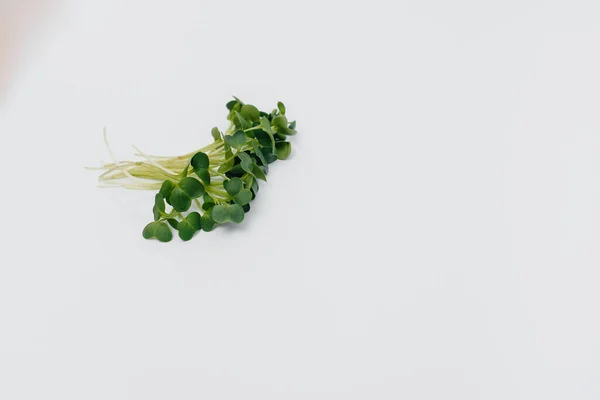 Micro Groene Spruiten Close Een Witte Achtergrond Met Vrije Ruimte — Stockfoto