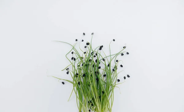 Micro Groene Spruiten Close Een Witte Achtergrond Met Vrije Ruimte — Stockfoto