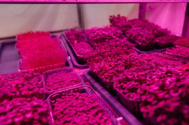 Serada sulu ve taze mikro yeşillik filizleri. Tohum yetiştirmek. Sağlıklı beslenme