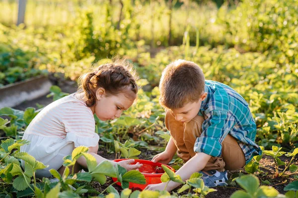 在阳光明媚的夏日 可爱而快乐的学龄前弟弟妹妹在花园里采摘成熟的草莓 快乐的童年健康和无害环境的作物 — 图库照片
