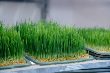 Serada sulu ve taze mikro yeşillik filizleri. Tohum yetiştirmek. Sağlıklı beslenme