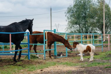 Güzel ve genç bir midilli kokluyor ve çiftlikteki yetişkin atlara ilgi gösteriyor. Hayvancılık ve at yetiştiriciliği.