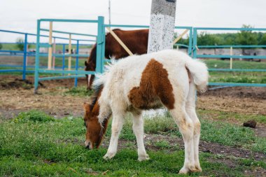 Çiftlikte yürüyen güzel ve genç bir midilli. Hayvancılık ve at yetiştiriciliği.