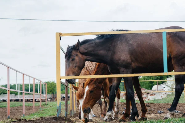 Alimentando Cavalos Bonitos Saudáveis Rancho Criação Animais Criação Cavalos — Fotografia de Stock