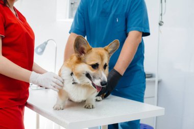 Modern bir veteriner kliniğinde safkan bir Corgi köpeği muayene edilir. Veteriner Kliniği