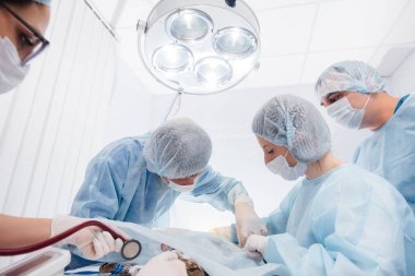 Modern bir veteriner kliniğinde, ameliyat masasında yakın plan bir hayvan üzerinde yapılır. Veteriner Kliniği