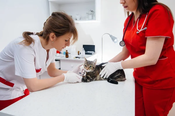 Uma Clínica Veterinária Moderna Gato Puro Sangue Examinado Tratado Mesa — Fotografia de Stock