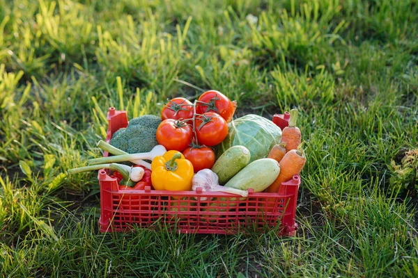 Marsh Box Ripe Beautiful Vegetables Collected Environmentally Friendly Garden Healthy — Stock Photo, Image
