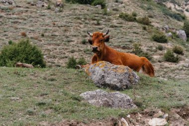 Yükseklerdeki güzel otlaklarda otlayan inekler. Tarım endüstrisi