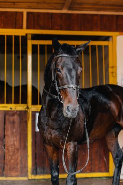 Çiftlikteki ahırda safkan aygır. Hayvancılık ve safkan at yetiştiriciliği.
