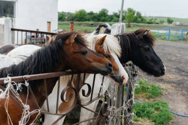 Çiftlikteki meraklı midilliler çitin arkasından dışarı bakıyor. Tarım ve hayvancılık.
