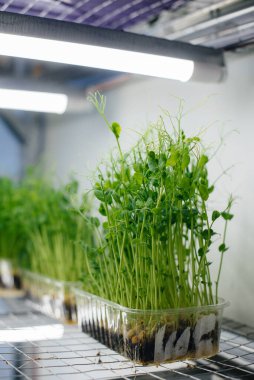 Serada sulu ve taze mikro yeşillik filizleri. Tohum yetiştirmek. Sağlıklı beslenme