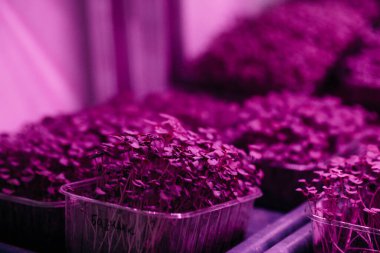 Serada sulu ve taze mikro yeşillik filizleri. Tohum yetiştirmek. Sağlıklı beslenme