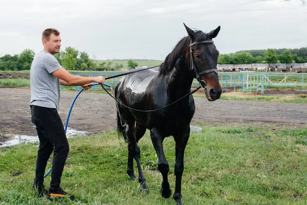 Jeune Homme Lave Cheval Pur Sang Avec Tuyau Jour Été — Photo