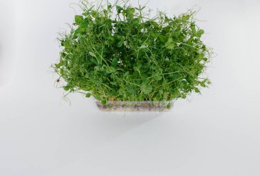 Mikro-yeşil bezelye filizleri, topraklı bir tencerede beyaz bir arka planda yakın plan olarak yetişir. Sağlıklı yemek ve yaşam tarzı