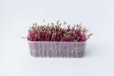 Topraklı bir tencerede beyaz bir arka planda mikro-yeşil pancar filizleri. Sağlıklı yemek ve yaşam tarzı