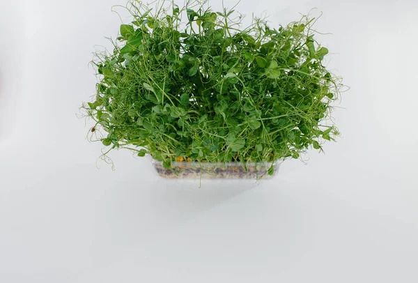 Micro Groene Erwt Ontspruit Close Een Witte Achtergrond Een Pot — Stockfoto