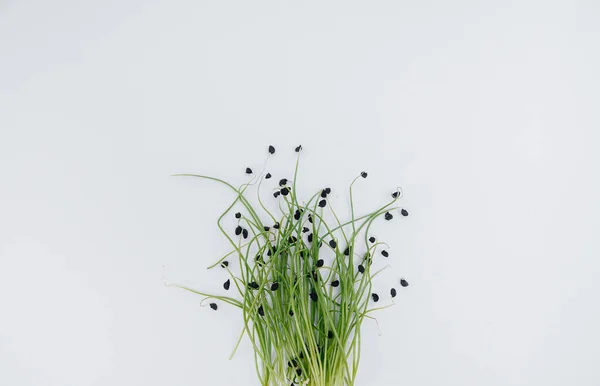 Micro Groene Spruiten Close Een Witte Achtergrond Met Vrije Ruimte — Stockfoto