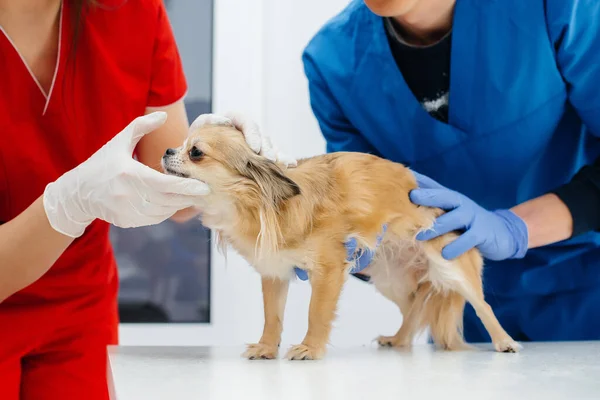 Een Moderne Dierenkliniek Wordt Een Volbloed Chihuahua Onderzocht Behandeld Tafel — Stockfoto