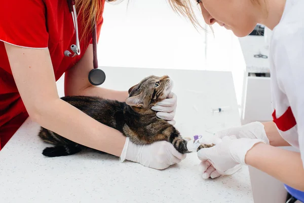 Egy Modern Állatorvosi Klinikán Egy Telivér Macskát Vizsgálnak Meg Kezelnek — Stock Fotó