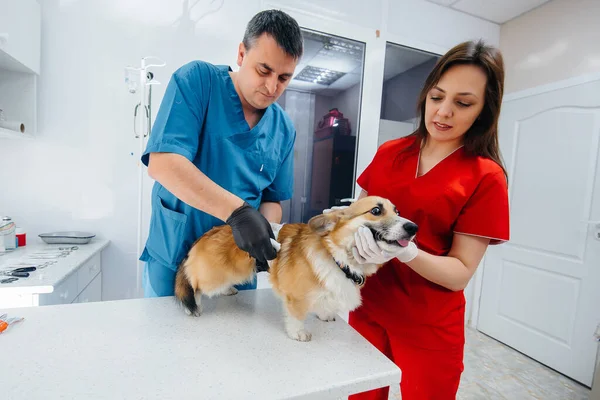 Modern Bir Veteriner Kliniğinde Safkan Bir Corgi Köpeği Muayene Edilir — Stok fotoğraf