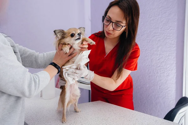 Nowoczesnej Klinice Weterynaryjnej Rasowy Chihuahua Jest Badany Leczony Stole Klinika — Zdjęcie stockowe