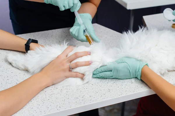 Modern Bir Veteriner Kliniğinde Safkan Bir Kedi Muayene Edilir Masada — Stok fotoğraf
