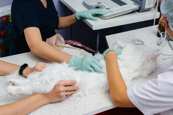 Uma Clínica Veterinária Moderna Ultra Som Belo Gato Branco Realizado — Fotografia de Stock