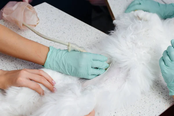 In a modern veterinary clinic, an ultrasound of a beautiful white cat is performed on the table. Veterinary clinic