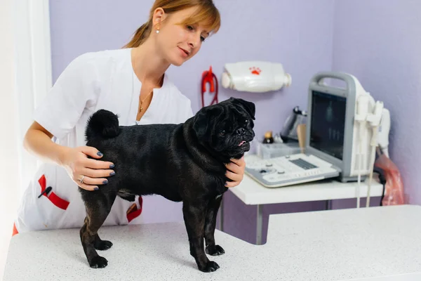 Dachshund Cinsinden Safkan Bir Kara Köpek Bir Veteriner Kliniğinde Muayene — Stok fotoğraf