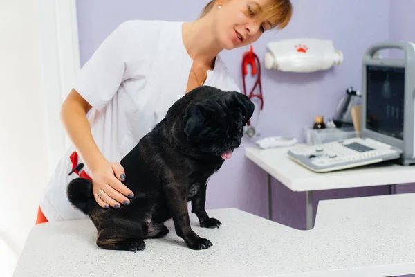 ダックスフント種のサラブレッドの黒い犬が獣医の診療所で検査され治療される 獣医学 — ストック写真