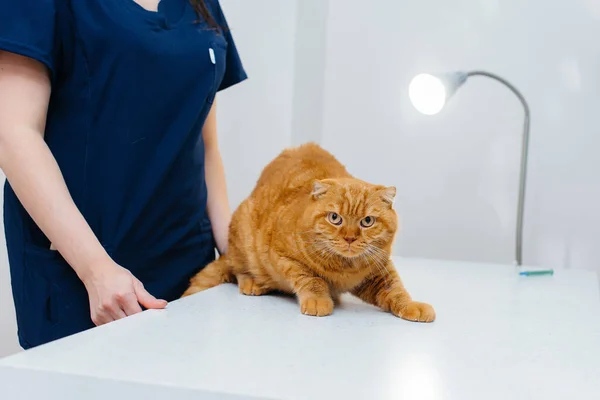 Uma Clínica Veterinária Moderna Gato Puro Sangue Examinado Tratado Mesa — Fotografia de Stock