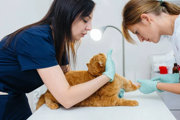 Uma Clínica Veterinária Moderna Gato Puro Sangue Examinado Tratado Mesa — Fotografia de Stock