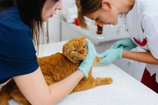 Uma Clínica Veterinária Moderna Gato Puro Sangue Examinado Tratado Mesa — Fotografia de Stock