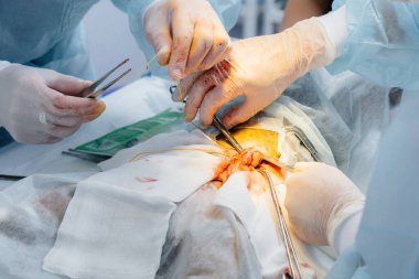 Dachshund cinsinden safkan bir köpek veteriner kliniğinde ameliyat edilir.