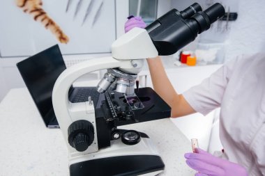 Bulaşıcı hastalık doktoru mikroskopta çalışıyor. Tıp laboratuarında virüsler ve bakteriler üzerine çalışma