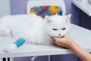 Modern bir veteriner kliniğinde safkan bir kedi muayene edilir ve masada tedavi edilir. Veteriner Kliniği
