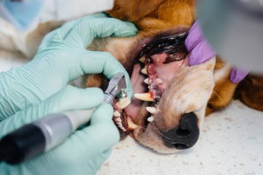 Modern bir veteriner kliniğinde güzel bir safkan köpeğe diş temizliği ve diş tedavisi verilir.