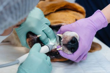 Modern bir veteriner kliniğinde güzel bir safkan köpeğe diş temizliği ve diş tedavisi verilir.