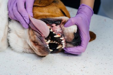 Modern bir veteriner kliniğinde güzel bir safkan köpeğe diş temizliği ve diş tedavisi verilir.