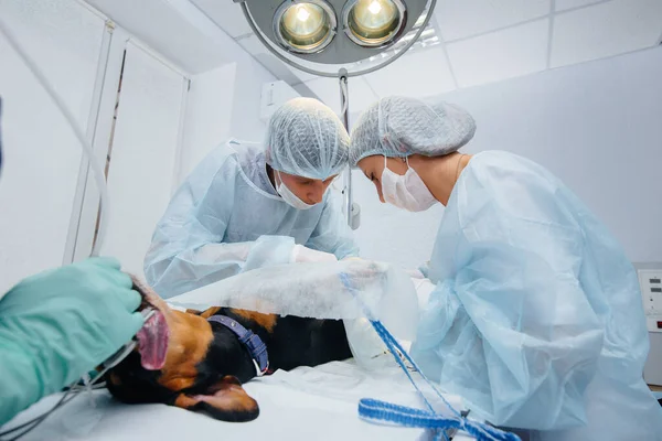 Cão Puro Sangue Raça Dachshund Operado Uma Clínica Veterinária — Fotografia de Stock