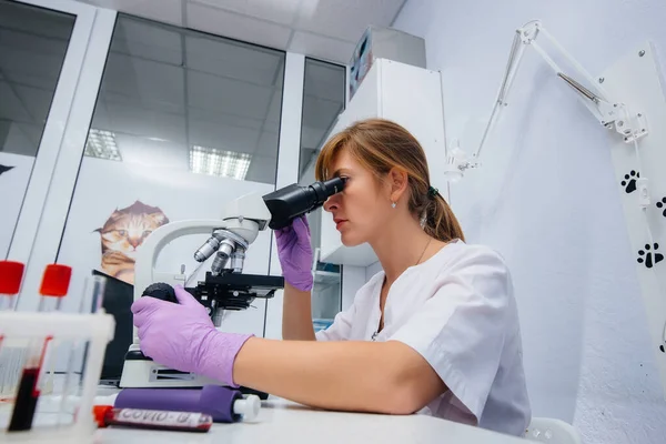 A female doctor in the laboratory studies viruses and bacteria under a microscope. Research of dangerous viruses and bacteria