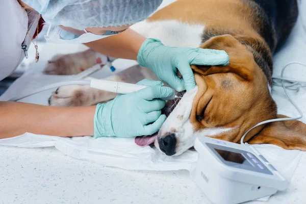 A beautiful thoroughbred dog is given dental cleaning and dental procedures in a modern veterinary clinic