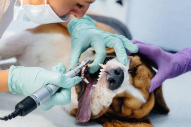 Modern bir veteriner kliniğinde güzel bir safkan köpeğe diş temizliği ve diş tedavisi verilir.