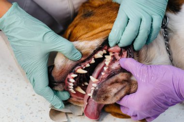 Modern bir veteriner kliniğinde güzel bir safkan köpeğe diş temizliği ve diş tedavisi verilir.