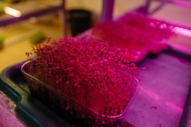 Serada sulu ve taze mikro yeşillik filizleri. Tohum yetiştirmek. Sağlıklı beslenme