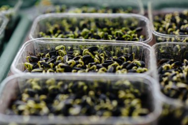 Serada sulu ve taze mikro yeşillik filizleri. Tohum yetiştirmek. Sağlıklı beslenme