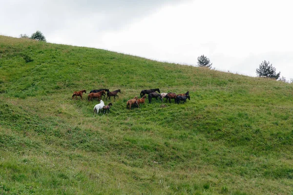 Όμορφα Άγρια Άλογα Βόσκουν Πράσινα Λιβάδια Μεγάλου Υψομέτρου — Φωτογραφία Αρχείου