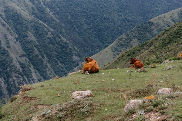 Βόσκεις Αγελάδες Όμορφα Βοσκοτόπια Μεγάλο Υψόμετρο Γεωργικός Κλάδος — Φωτογραφία Αρχείου