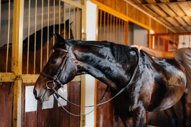 Çiftlikteki ahırda safkan aygır. Hayvancılık ve safkan at yetiştiriciliği.